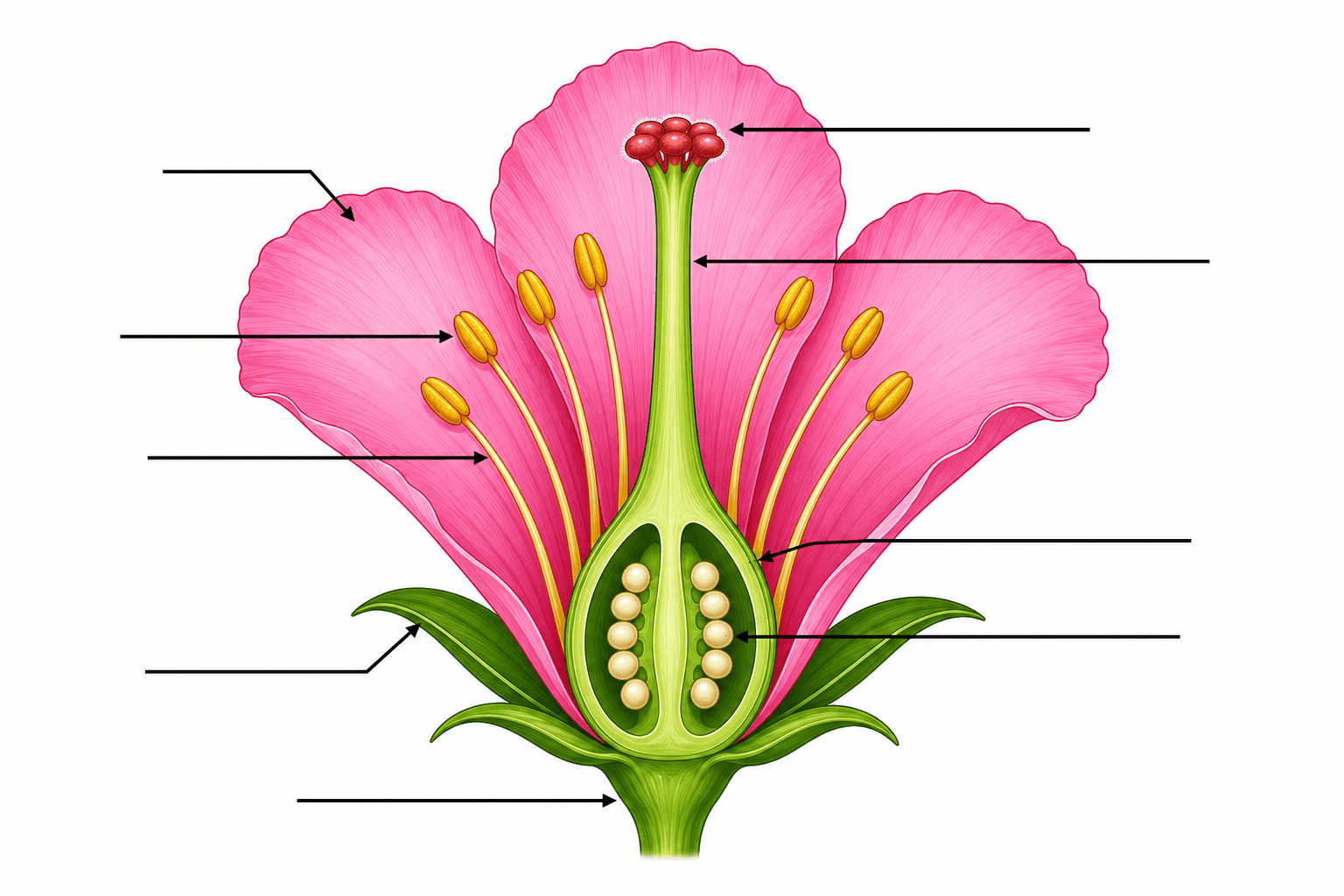 Flower Parts Diagram